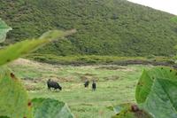 Die Stiere beim Grasen