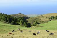 Typisches Bild in der Landschaft der Azoren