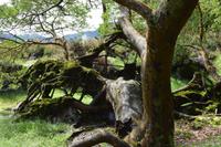 Verwunschene Bäume? 