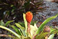 Man konnte sich die Zahlreichen Pflanzennamen kaum merken