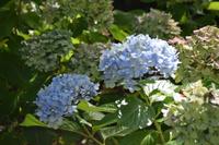 Die typische Hortensie blühte teilweise immer noch 