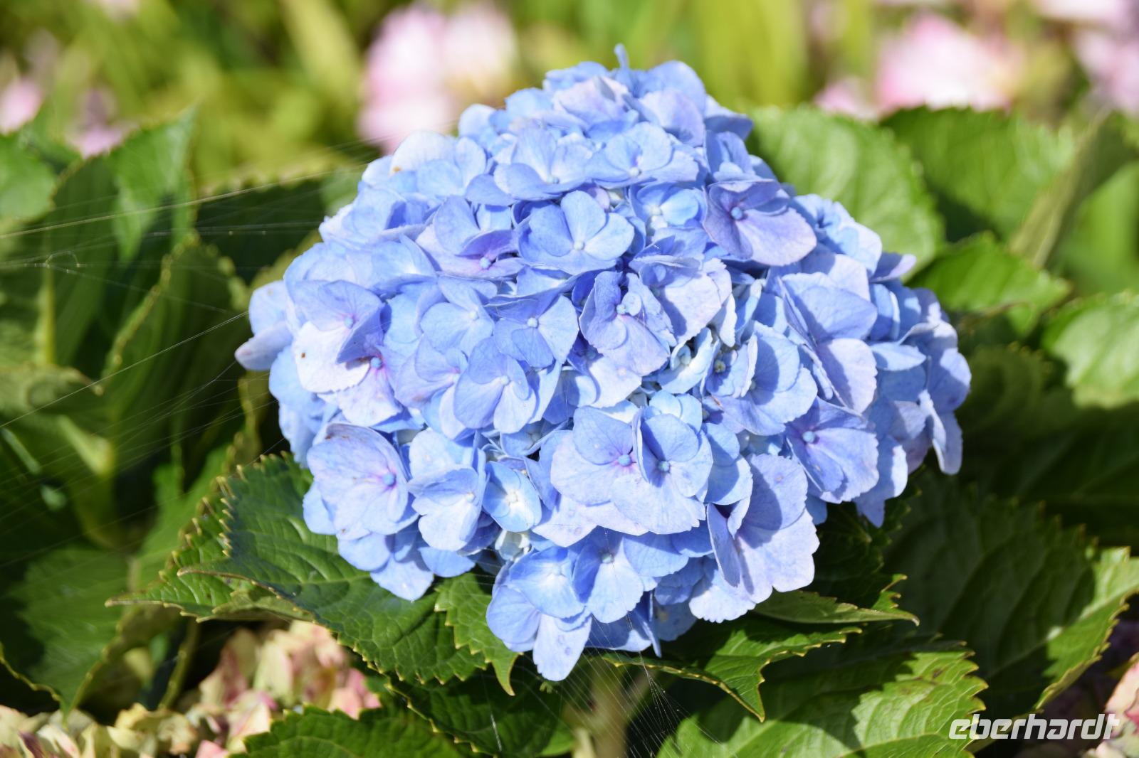 Eine Hortensie
