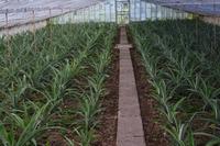 Ananasplantage