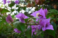 Wunderschöne Blumen sah man überall