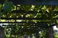 Wein wird natürlich auch auf den Azoren angebaut