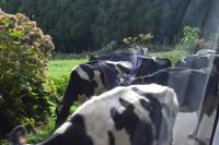 der azoreanische Stau