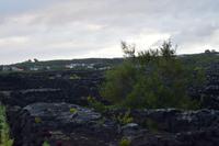 Die Weinfelder auf Pico