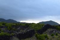 Die Weinfelder auf Pico