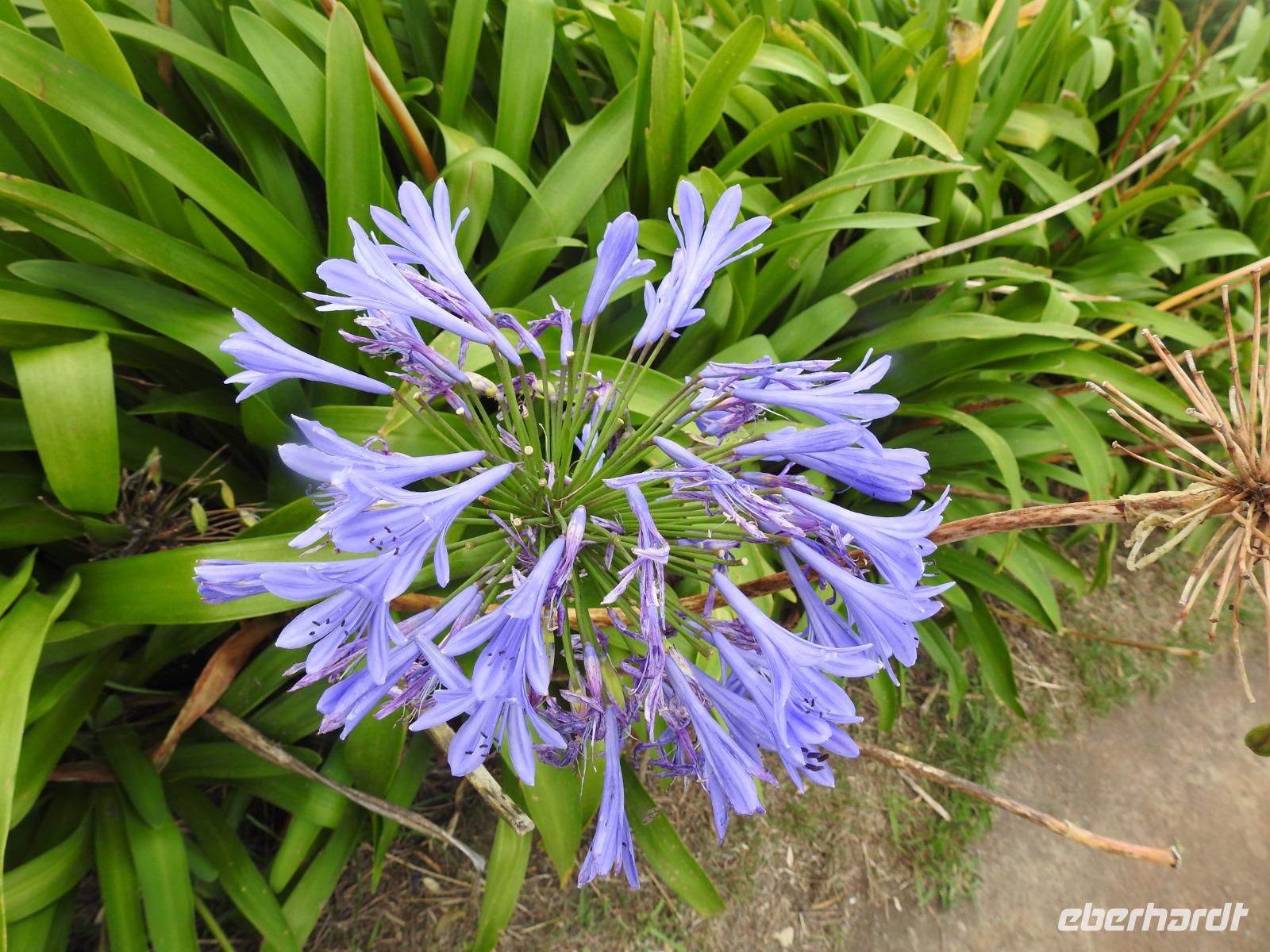 Azoren Sao Miguel Aussichtspunkt Santa Iria