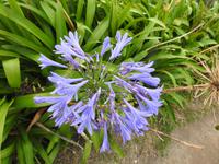 Azoren Sao Miguel Aussichtspunkt Santa Iria