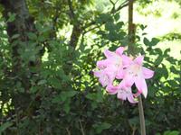 Azoren Sao Miguel Aussichtspunkt Santa Iria