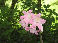 Azoren Sao Miguel Aussichtspunkt Santa Iria