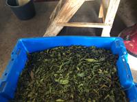 Azoren Sao Miguel Teefabrik Cha Gorreana