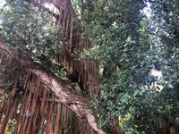 Park Terra Nostra Azoren Sao Miguel