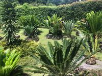 Park Terra Nostra Azoren Sao Miguel