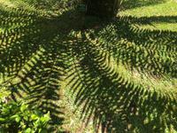 Park Terra Nostra Azoren Sao Miguel