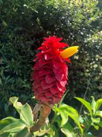 Park Terra Nostra Azoren Sao Miguel