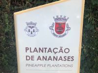 Azoren Sao Miguel Ananasplantage
