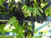 Terceira Azoren Weinprobe