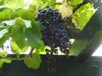 Terceira Azoren Weinprobe