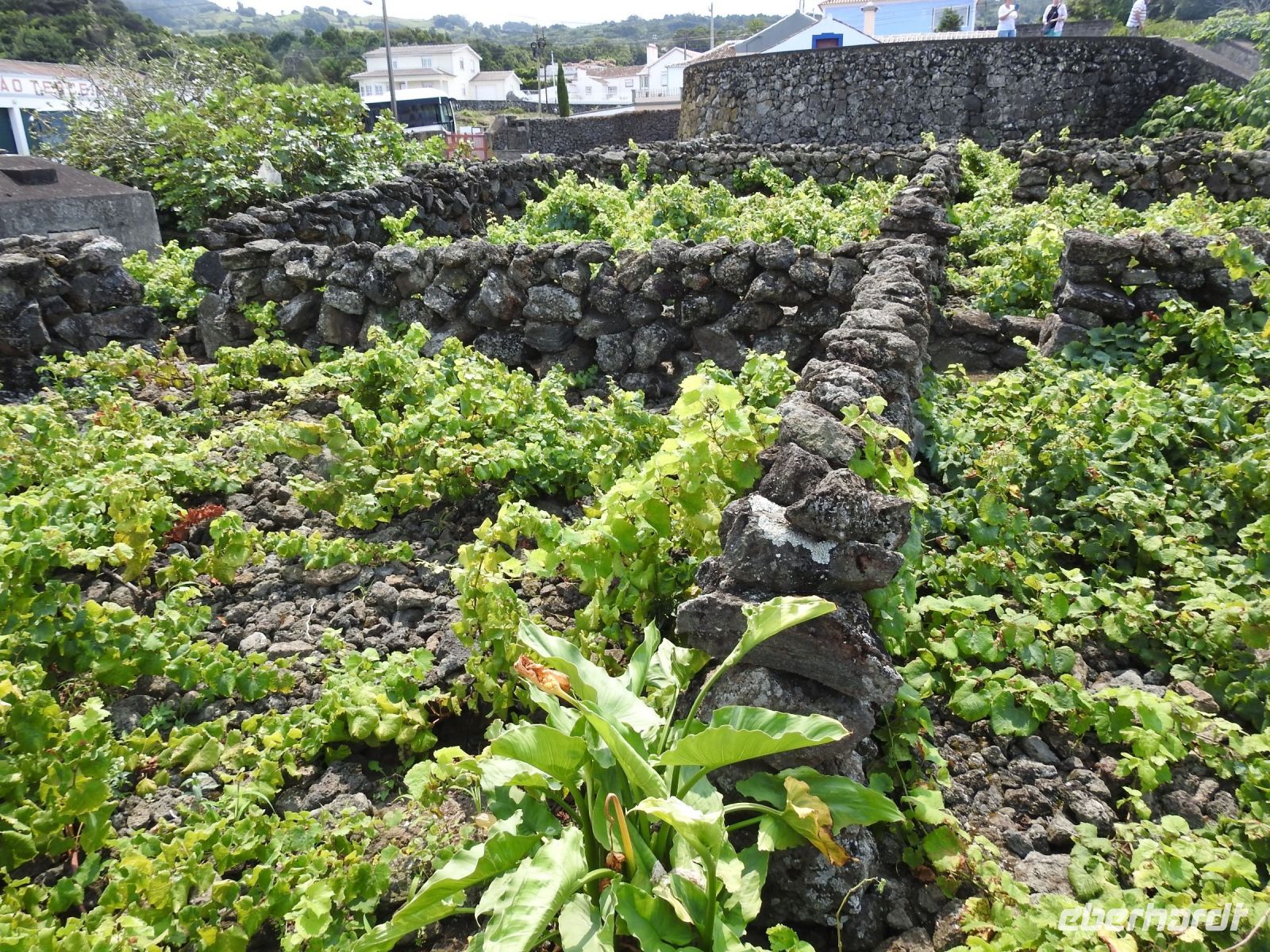 Weingut Terceira Azoren