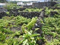 Weingut Terceira Azoren