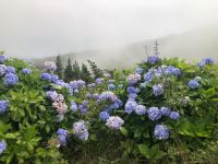 Hortensien - Azoren - Faial