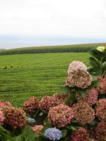 Teeplantage Gorreana