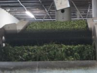 Teeplantage Gorreana: Nachschub der Teeblätter