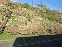 Hortensienpracht auf dem Weg nach Capelas