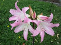 Amaryllis am Straßenrand