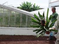 Ananasplantage bei Ponta Delgada