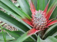 Ananasplantage bei Ponta Delgada: Blühende Ananas