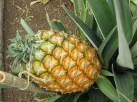 Ananasplantage bei Ponta Delgada