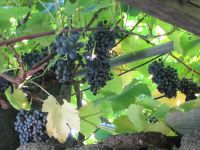 Pico: Weinverkostung