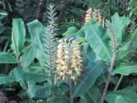 Faial: wilder Ingwer