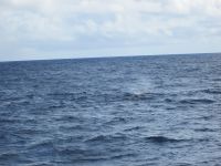 Blas eines Pottwales