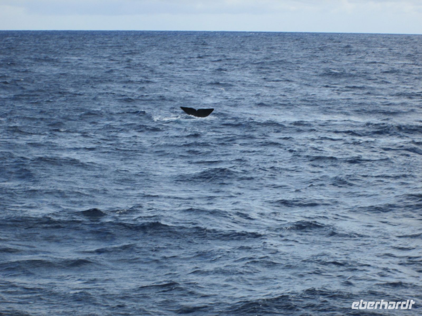  Fluke eines Pottwals