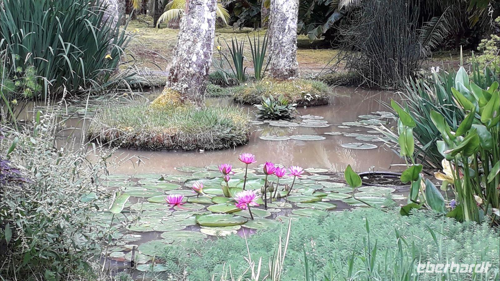 Der Seerosenteich im Park Terra Nostra