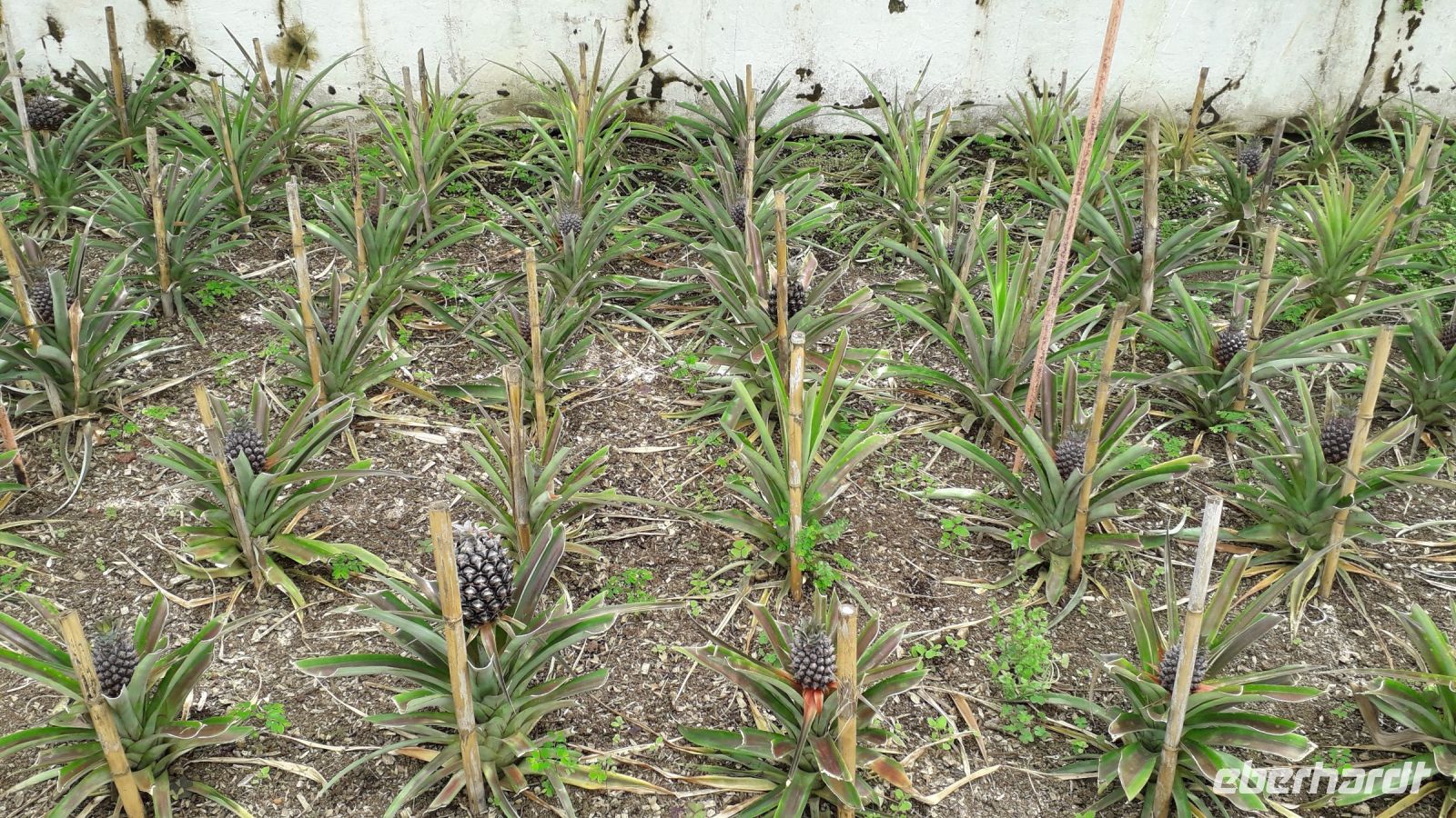 Ananaspflanzen auf Sao Miguel