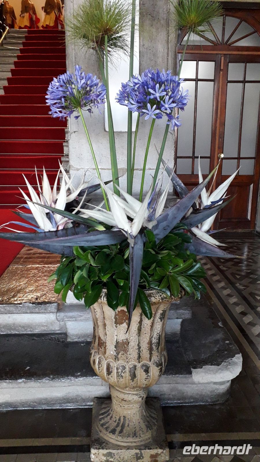 Schwarze Strelitzien unten in der Vase