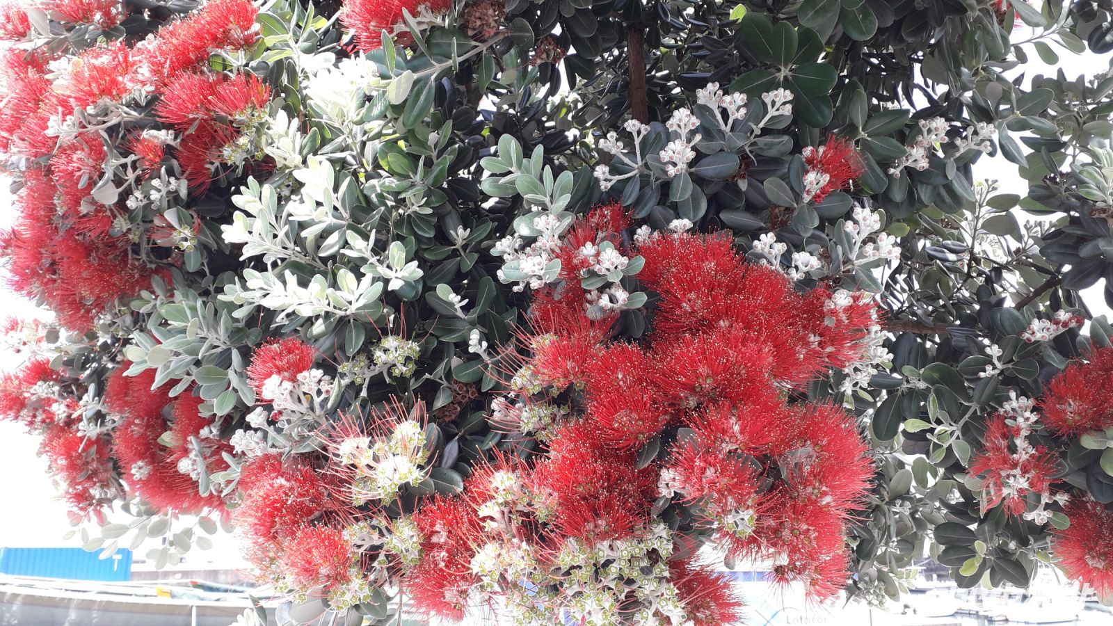 Der Neuseeländische Weihnachtsbaum