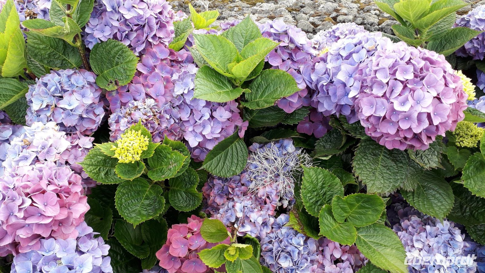 blühende Hortensien