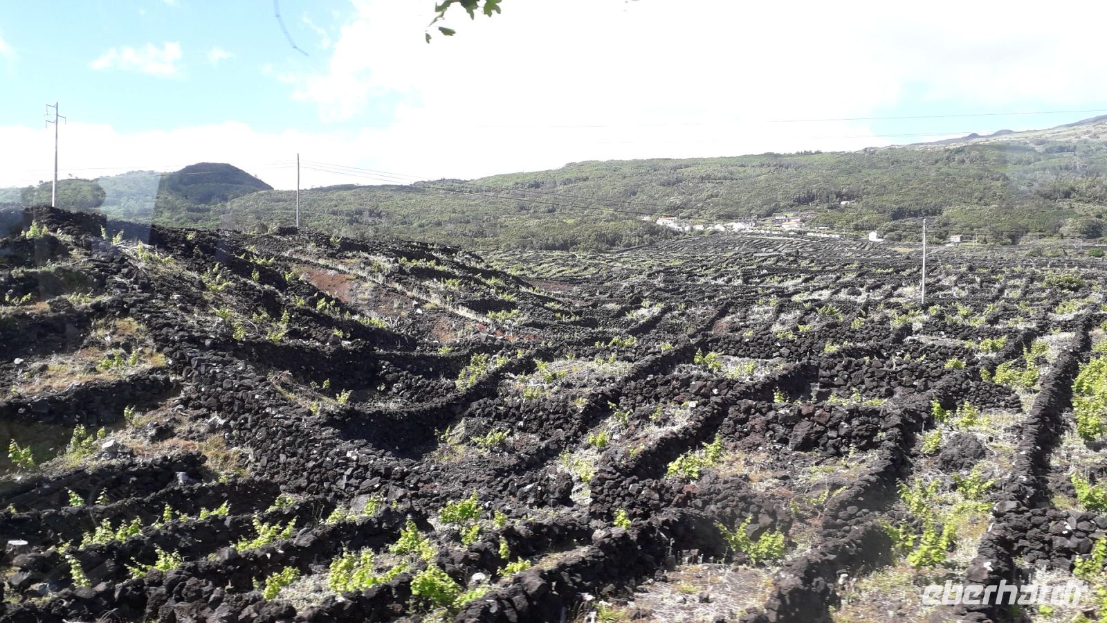 Weinanbaugebiet auf Pico