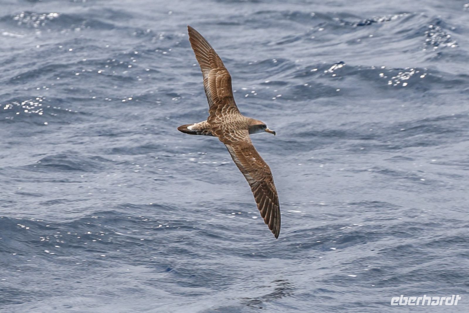 Gelbschnabel-Sturmtaucher