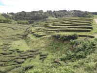 Sao Miguel - Teeplantage