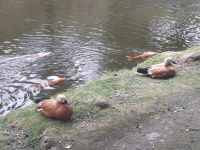 Sao Miguel -Terra Nostra Park 5