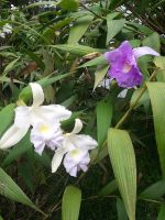 Sao Miguel - Terra Nostra Park 1