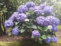 Sao Miguel - Terra Nostra Park 2