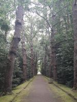Sao Miguel - Terra Nostra Park 3